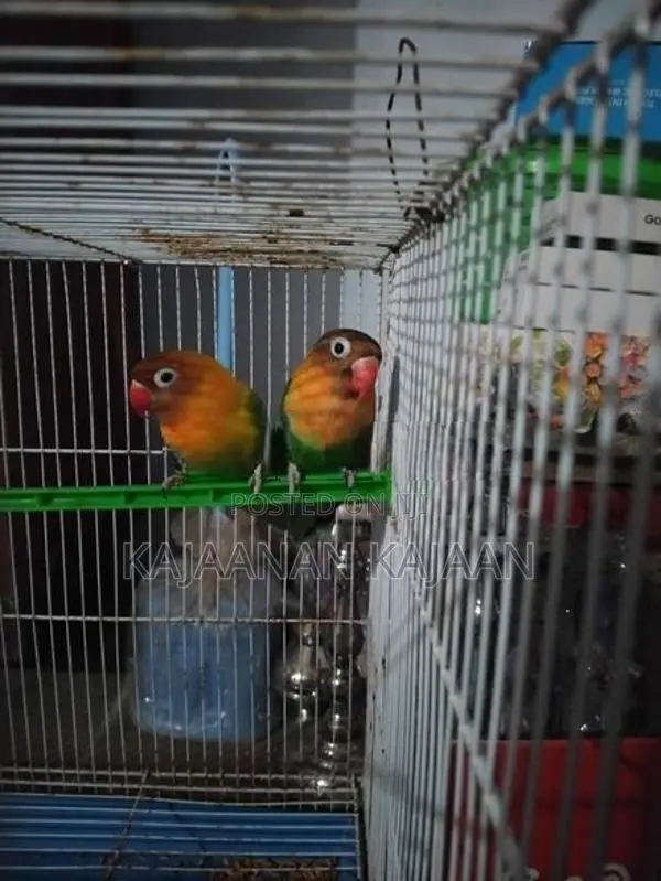 African Love Birds