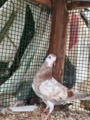 Pigeons