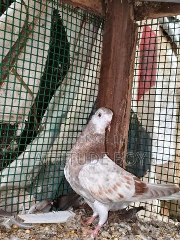 Pigeons