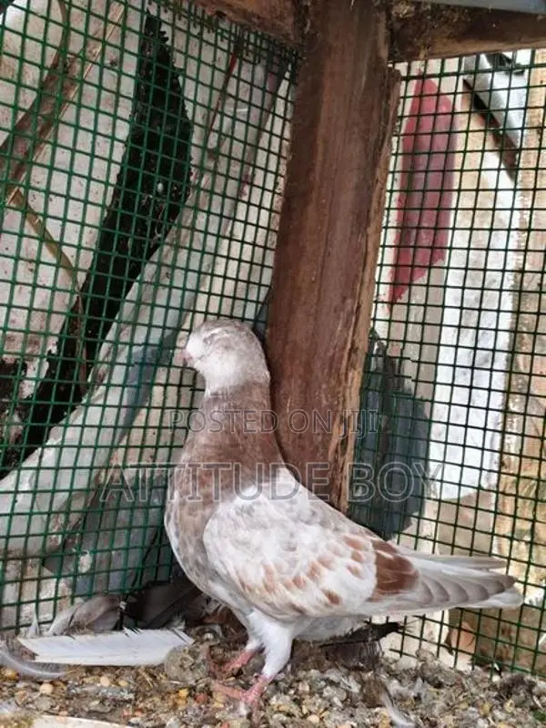 Pigeons