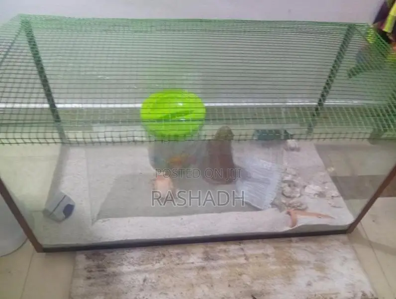 Fish Tank