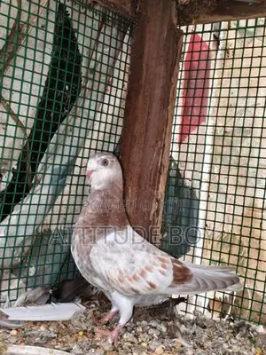 Pigeons