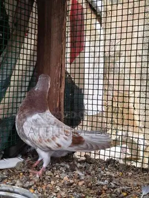 Pigeons