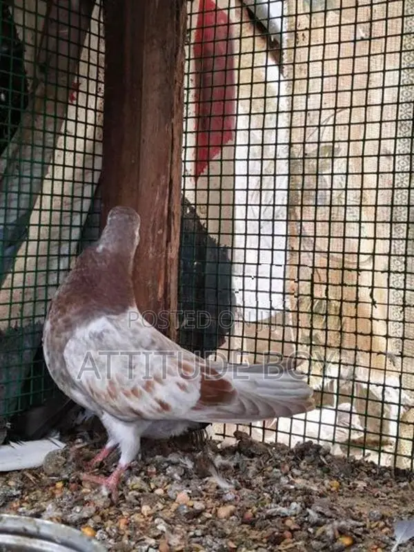 Pigeons
