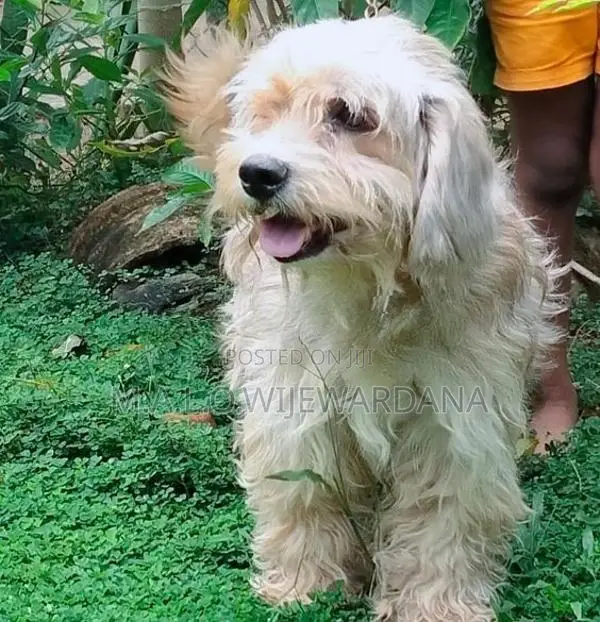 Maltese Terrier (Poodle)