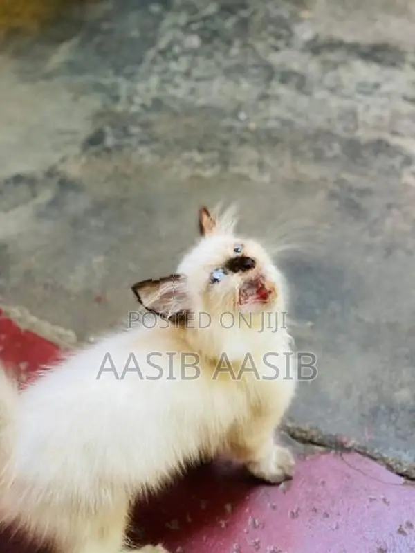 Himalayan Cat