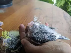 cockatail hand tamed chiks