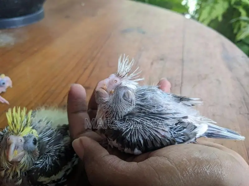 cockatail hand tamed chiks