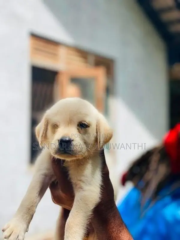Labrador Puppy