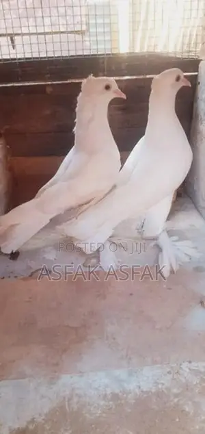 Pigeons
