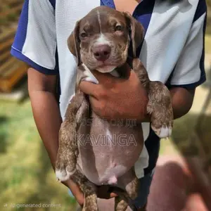 American Bully XL Puppy