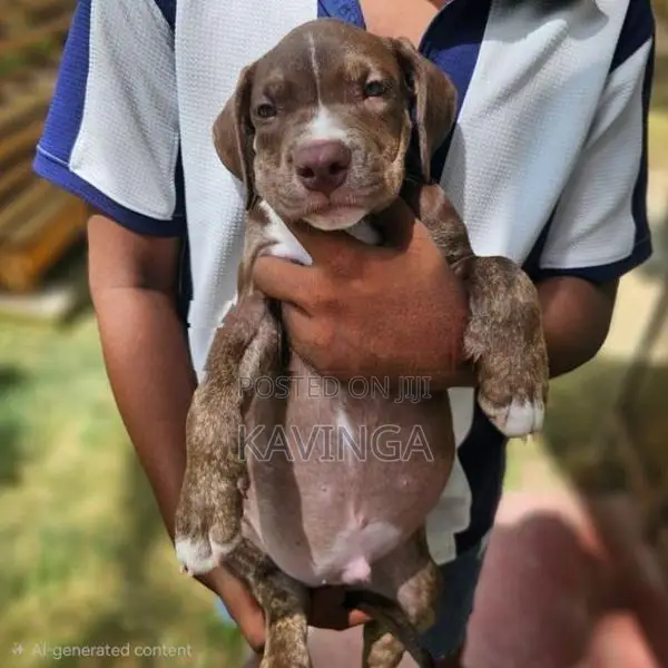 American Bully XL Puppy