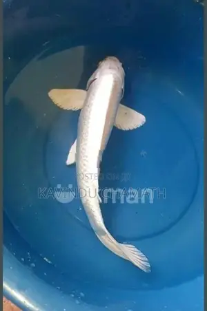 koi caf