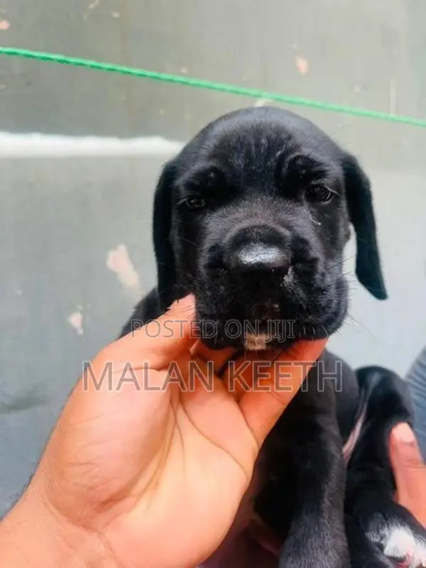 Cane Croso Puppies