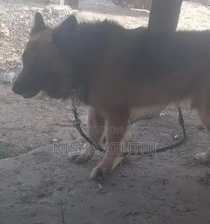 g. s dog