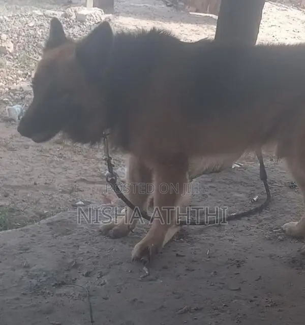 g. s dog