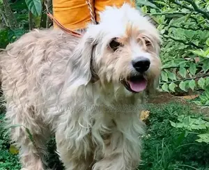 Maltese Terrier (Poodle)