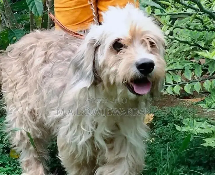 Maltese Terrier (Poodle)
