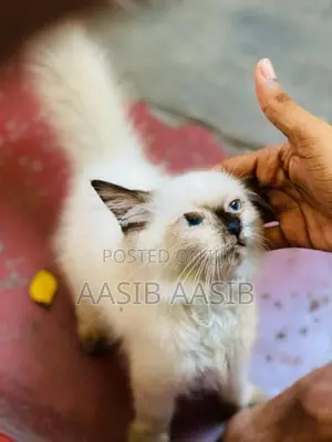 Himalayan Cat