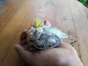 cockatail hand tamed chiks