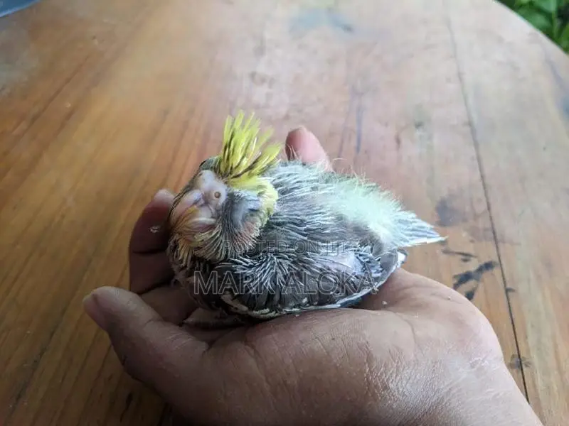 cockatail hand tamed chiks