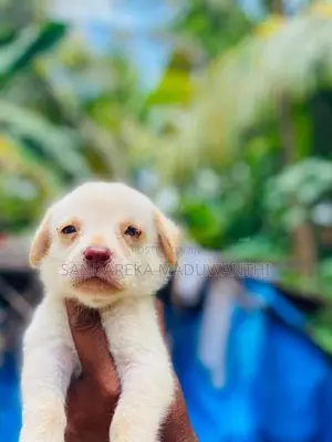 Labrador Puppy