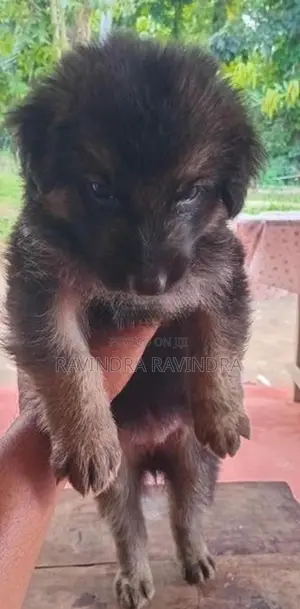 German Shepherd Puppy