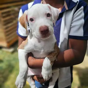 American Bully XL Puppy
