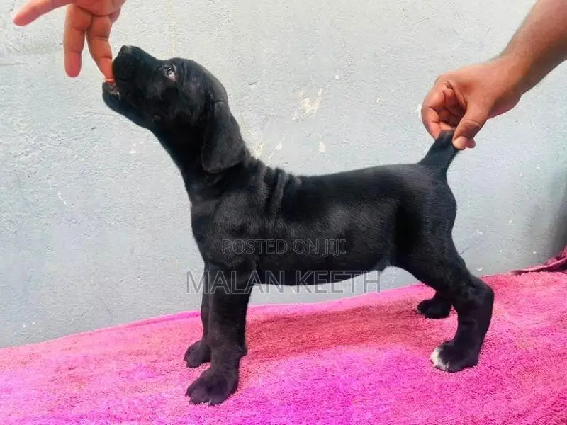 Cane Croso Puppies