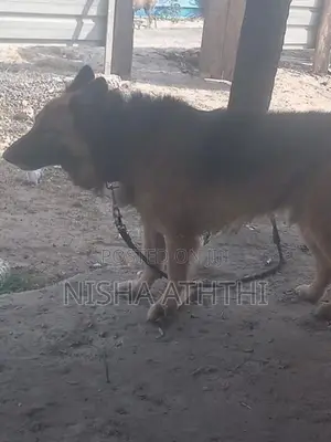 g. s dog