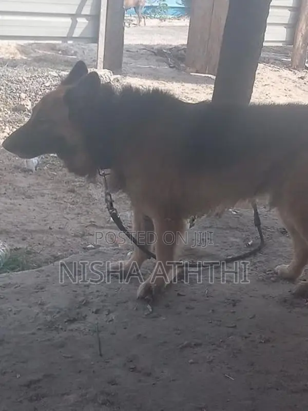 g. s dog