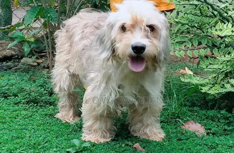 Maltese Terrier (Poodle)