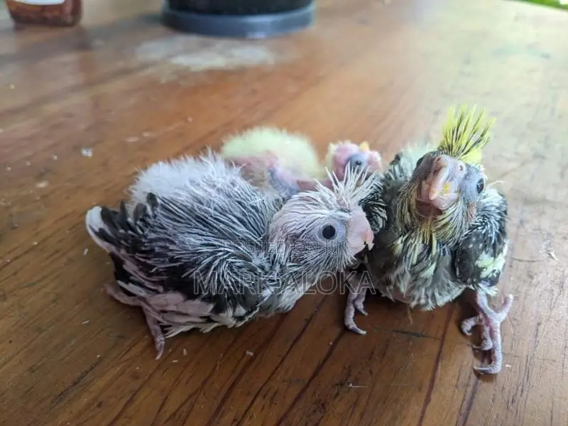 cockatail hand tamed chiks