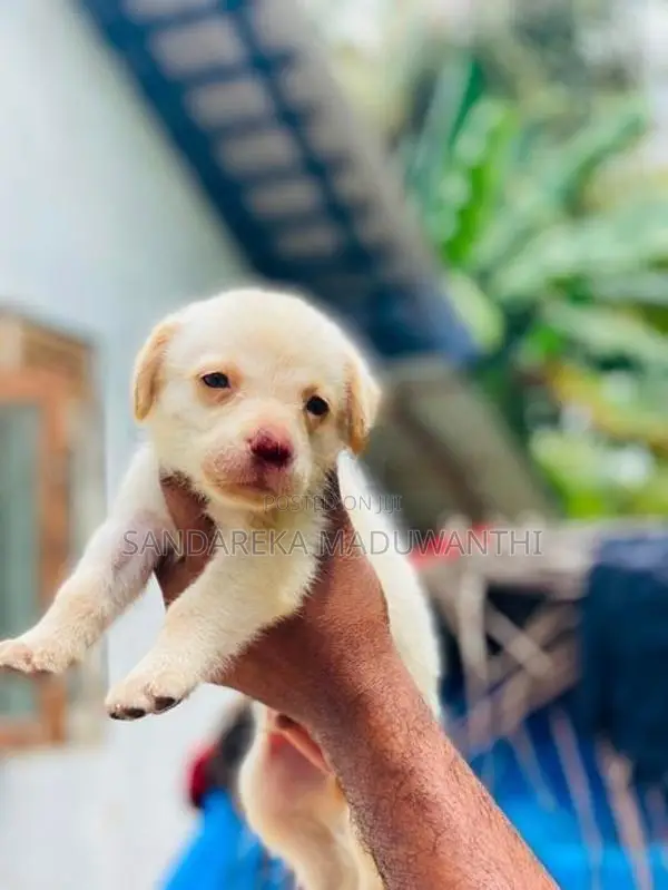Labrador Puppy