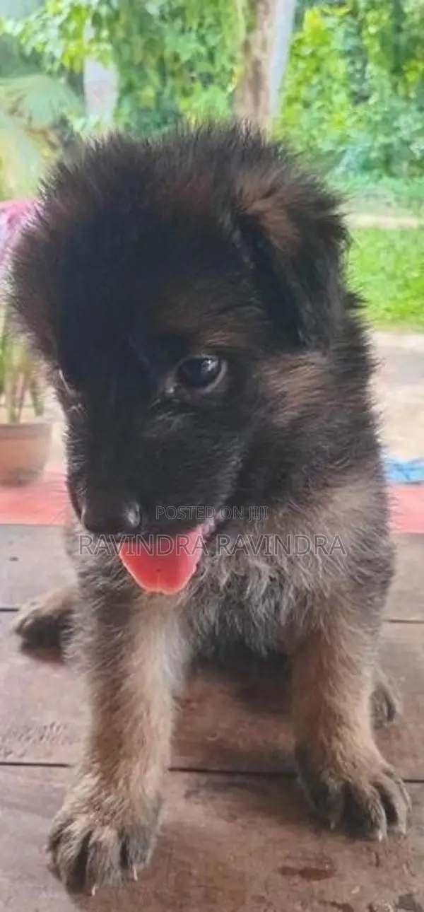 German Shepherd Puppy