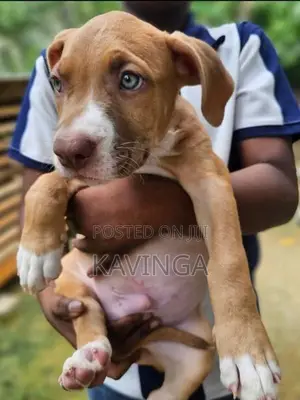 American Bully XL Puppy