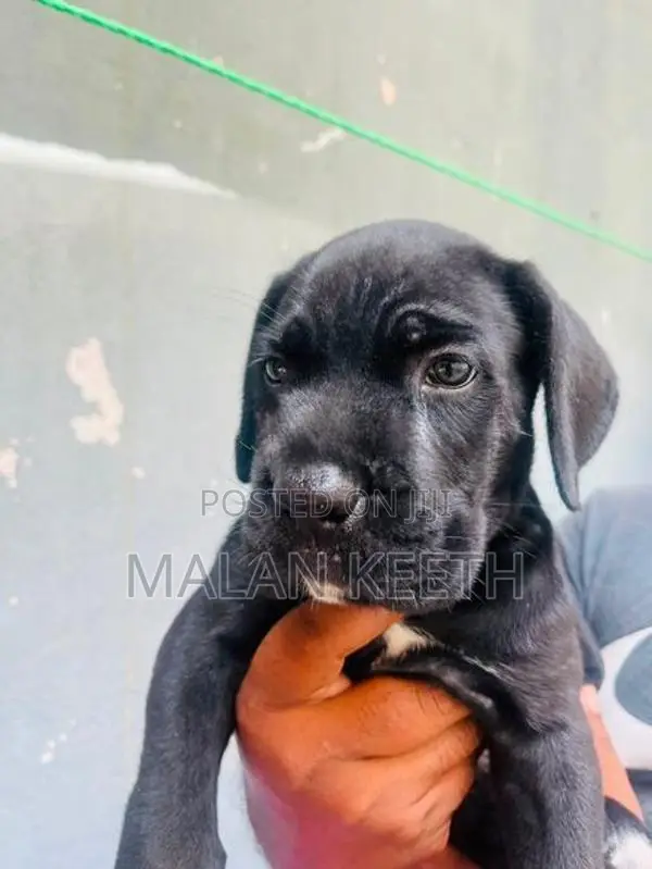 Cane Croso Puppies