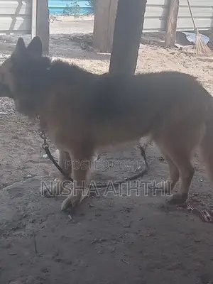g. s dog