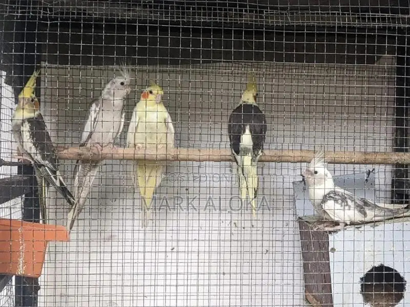 cockatail hand tamed chiks