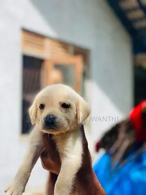 Labrador Puppy