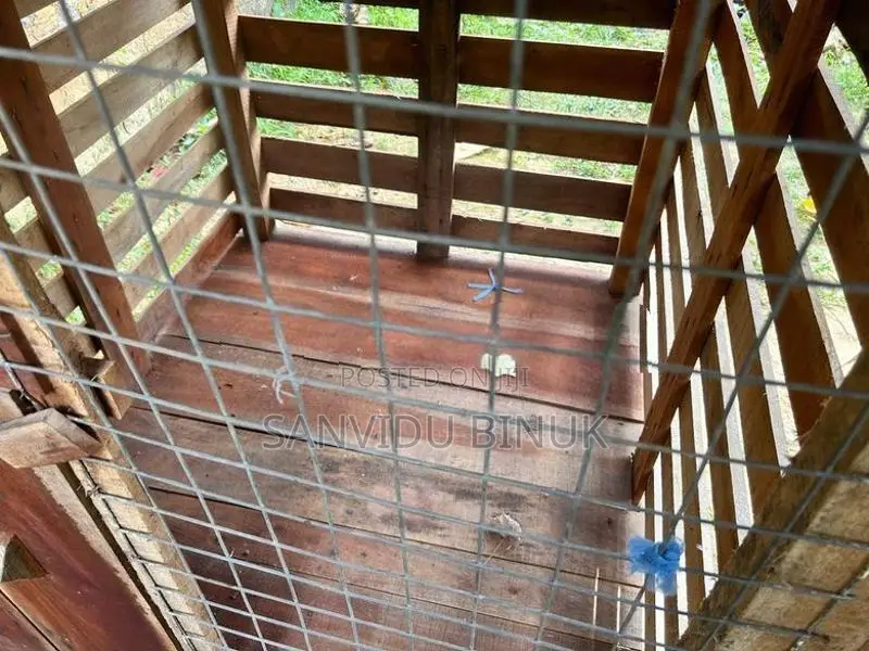 dog kennel