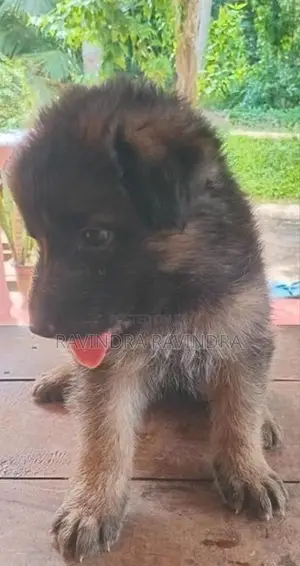 German Shepherd Puppy