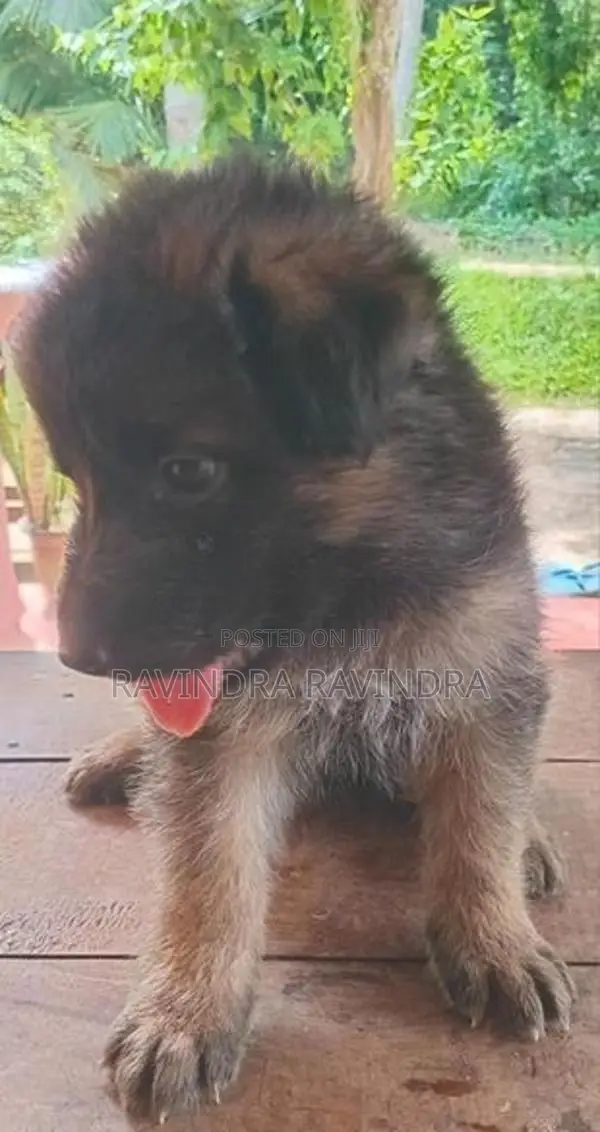 German Shepherd Puppy
