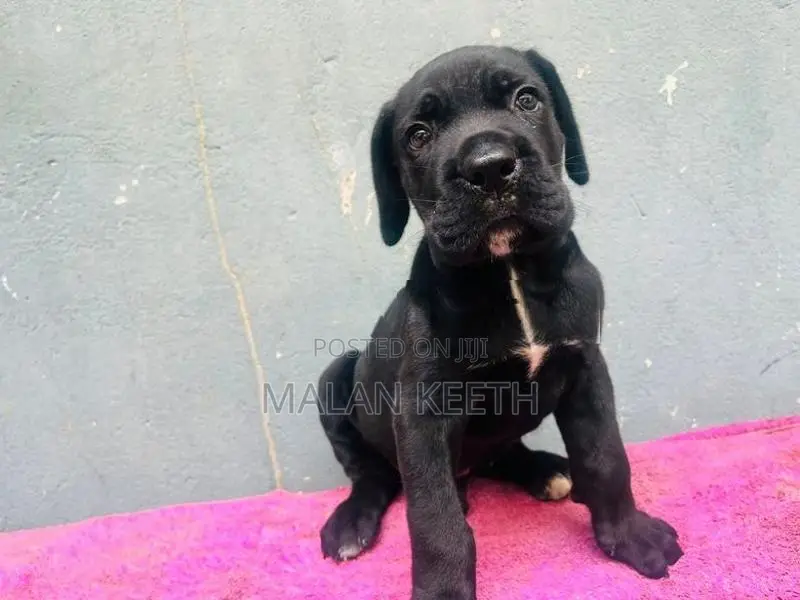 Cane Croso Puppies