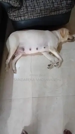 Labrador Puppy