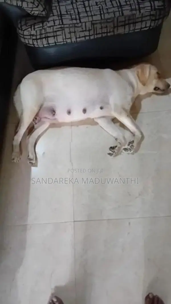 Labrador Puppy