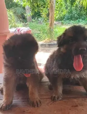 German Shepherd Puppy