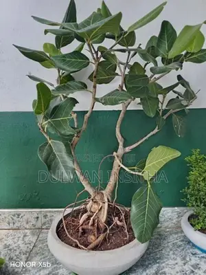 Bonsai Pot