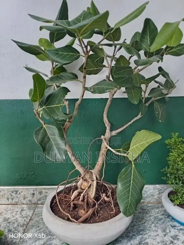 Bonsai Pot