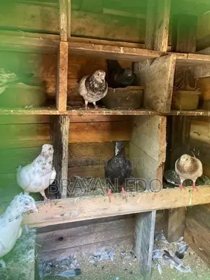 Pigeons